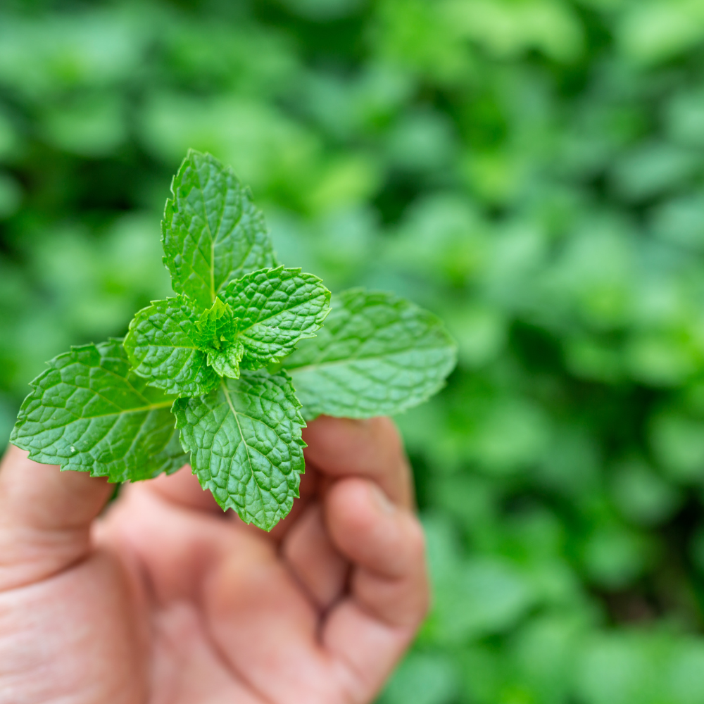Erfrischend. Klärend. Belebend. – Die grüne Kraft der Minzen entdecken!